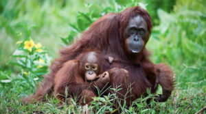 Mammy and baby Orangutan